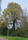Hamont-Achel - Grootste moeraseik van Limburg staat in Hamont