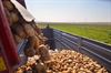 Bocholt - Productie van aardappelen steeg met 21%