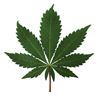 Beringen - Cannabisplantage ontdekt in Heppen