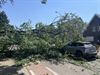 Beringen - Boom op auto