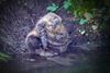 Lommel - Bever duikt op in het Fosseeke