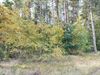 Lommel - Bomen lijken de herfst al te voelen