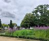 Hamont-Achel - Kattenstaarten kleuren de 'Achelse vijver'