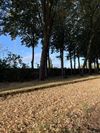 Beringen - Het lijkt wel herfst door droogtestress