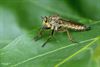 Hamont-Achel - Roofvlieg houdt wacht langs de Warmbeek