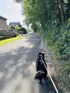 Hamont-Achel - Geef ook dieren extra zorg tijdens de hitte