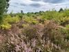 Oudsbergen - Ga op zoek naar paars in de natuur