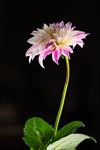 Hamont-Achel - Een gewone dahlia, een bijzondere foto