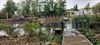 Peer - Riet ruimt plaats aan Dommelplas