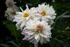 Hamont-Achel - Dahlia’s op hun mooist