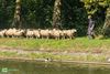 Pelt - Herderstocht dreigde even in het water te vallen