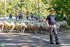 Bocholt - Veel volk voor 350 schapen aan Kettingbrug