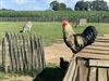 Leopoldsburg - Vogelgriep: ophokplicht