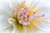 Hamont-Achel - Dahlia's: verborgen schoonheid van dichtbij