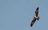 Lommel - Maatheide belangrijk voor onderzoek vogeltrek