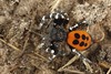 Lommel - Uiterst zeldzame spin in Kristalpark