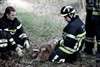 Neerpelt - Pony bevrijd door brandweer