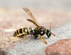 Overpelt - De wespen weten het ook niet meer