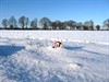 Meeuwen-Gruitrode - Vandaag gezien...