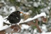 Lommel - Het sneeuwde vandaag!