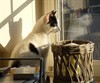 Lommel - Een kortingbon voor de kat(er)