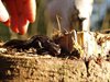 Neerpelt - De natuur wordt wakker