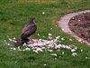 Neerpelt - Vandaag gezien...
