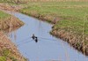 Neerpelt - Lente in het Hageven