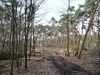 Houthalen-Helchteren - Minder bomen in het bos