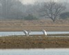 Neerpelt - Vandaag gezien: zilverreigers