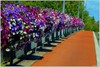 Neerpelt - Ook dit jaar weer bloemen op de brug