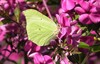 Meeuwen-Gruitrode - Het is lente!