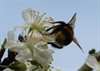 Neerpelt - Vandaag gezien: een hommel