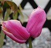 Hamont-Achel - Een dubbele tulp