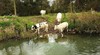 Lommel - Vandaag gezien: dorstige runderen