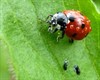 Meeuwen-Gruitrode - Vandaag gezien...