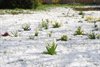Hamont-Achel - Paasbloemen geven hoop