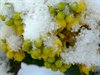 Overpelt - De laatste sneeuw?