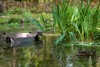 Neerpelt - Nieuwe klanken in het Klankenbos