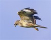 Meeuwen-Gruitrode - Oppassen voor agressieve buizerd