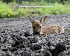 Lommel - Vast in de modder, maar gered