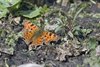 Hamont-Achel - De eerste vlinders