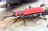 Tongeren - Zeer zeldzaam insect aangetroffen