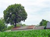 Meeuwen-Gruitrode - Vandaag gezien...