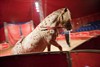 Lommel - Een namiddagje in het circus