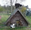 Overpelt - Dierenshow in de Engstraat!