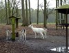 Houthalen-Helchteren - Verboden de dieren te voederen