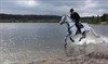 Lommel - Dravende paarden voor de fotografen