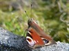 Oudsbergen - Dagpauwoog domineert vlindertelweekend