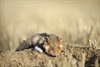 Tongeren - Wilde hamster bedreigd